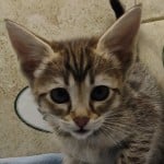 Savannah F-3-female Kitten