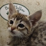 Savannah F-3-female Kitten