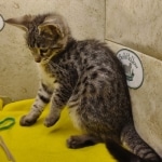 Savannah F-3-female Kitten