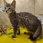 Savannah F-3-female Kitten