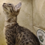 Savannah F-3-female Kitten