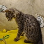 Savannah F-3-female Kitten