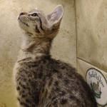 Savannah F-3-female Kitten