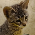 Savannah F-3-female Kitten