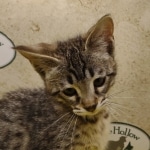 Savannah F-3-female Kitten