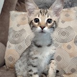 Celeste Savannah F-3C female #1 DOB 3-11-22