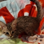 Savannah female F-3C DOB 3-11-22