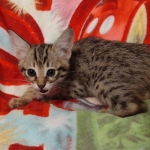 Savannah female F-3C DOB 3-11-22