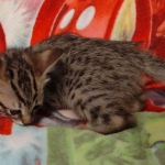 Savannah female F-3C DOB 3-11-22