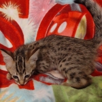 Savannah female F-3C DOB 3-11-22