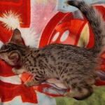 Savannah female F-3C DOB 3-11-22