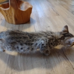 Savannah female F-3C DOB 3-11-22