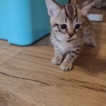 Savannah female F-3C DOB 3-11-22