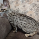 Savannah female F-3C DOB 3-11-22