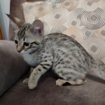 Savannah female F-3C DOB 3-11-22