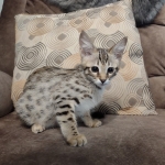 Savannah female F-3C DOB 3-11-22