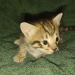 Savannah female F-3C DOB 3-11-22