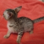 Savannah female F-3C DOB 3-11-22