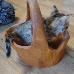 Savannah female F-3C DOB 3-11-22