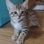 Savannah female F-3C DOB 3-11-22