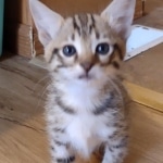 Savannah female F-3C DOB 3-11-22