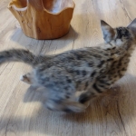 Savannah female F-3C DOB 3-11-22