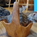 Savannah female F-3C DOB 3-11-22