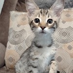 Savannah female F-3C DOB 3-11-22