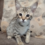 Savannah female F-3C DOB 3-11-22