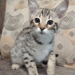 Savannah female F-3C DOB 3-11-22