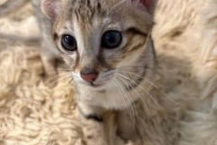 Savannah F-3C Female Kitten #1 DOB 4-14-25