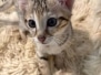 Savannah F-3C Female Kitten #1 DOB 4-14-25