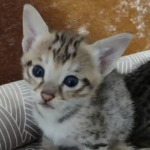 F-3C-Female-savannah-Kitten-a