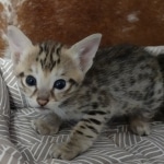 F-3C-Female-savannah-Kitten-b