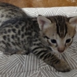 F-3C-Female-savannah-Kitten