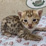 F-3C-Savannah-female-kitten-a