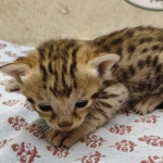 F-3C-Savannah-female-kitten-b