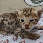 F-3C-Savannah-female-kitten-c