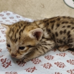 F-3C-Savannah-female-kitten-e