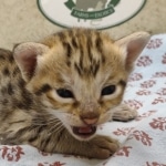 F-3C-Savannah-female-kitten-f