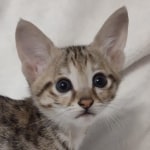 F-3C-savannah-kitten-a