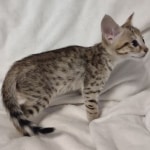 F-3C-savannah-kitten-b