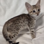 F-3C-savannah-kitten-c