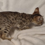 F-3C-savannah-kitten-e