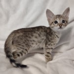 F-3C-savannah-kitten