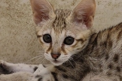 Savannah F-3C Female #1 DOB 6-4-24