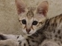 Savannah F-3C Female #1 DOB 6-4-24