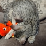 Savannah-F-3C-Female-a