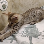 Savannah-Female-F-3C-c