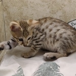 Savannah-Female-F-3C-f